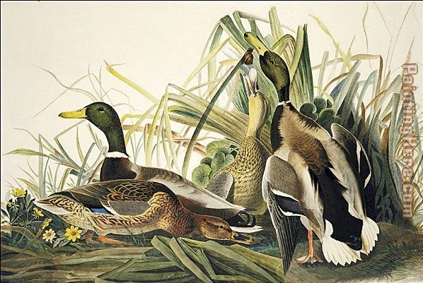 Mallard painting - John James Audubon Mallard art painting Mallard painting - John James Audubon Mallard art painting